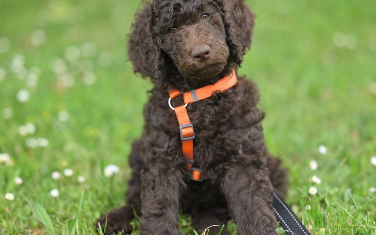 Curly-Coated Retriever — gallery 2