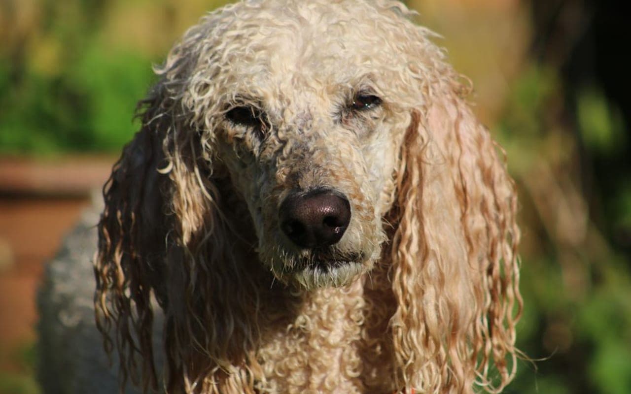 Curly-Coated Retriever — gallery 3