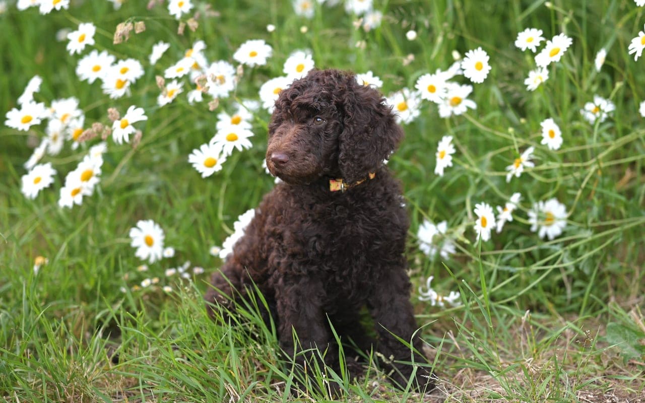 Curly-Coated Retriever — photo by JacLou- DL (Pexels)