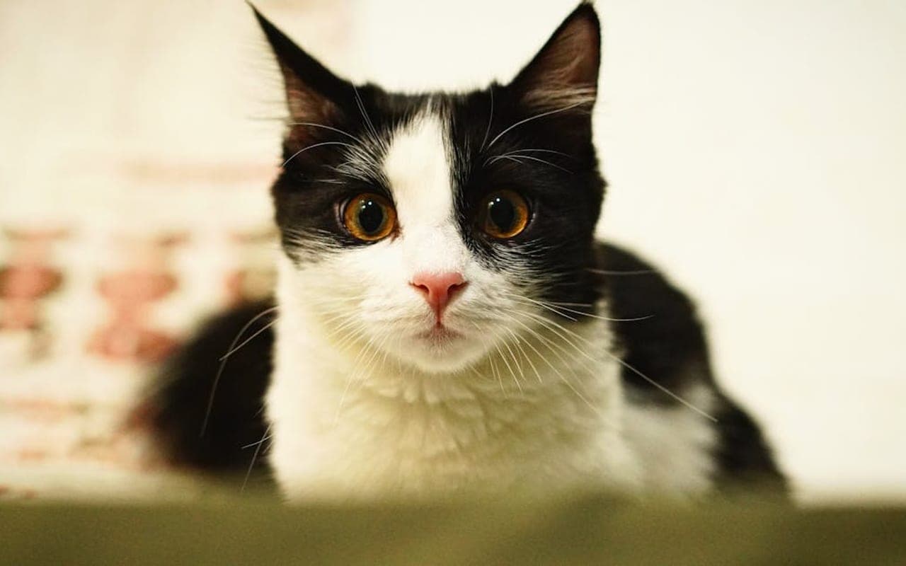 Cymric cat breed portrait