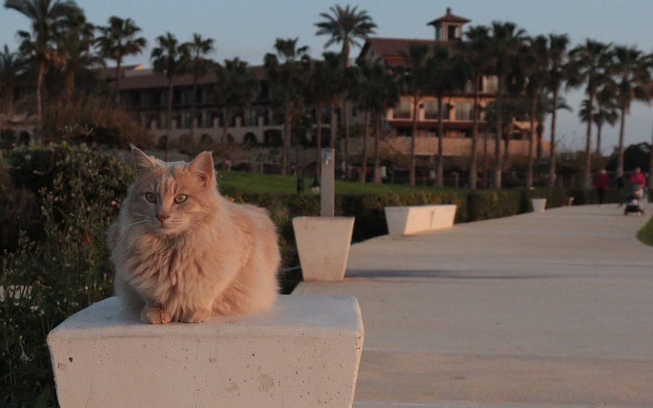 Cyprus cat breed portrait
