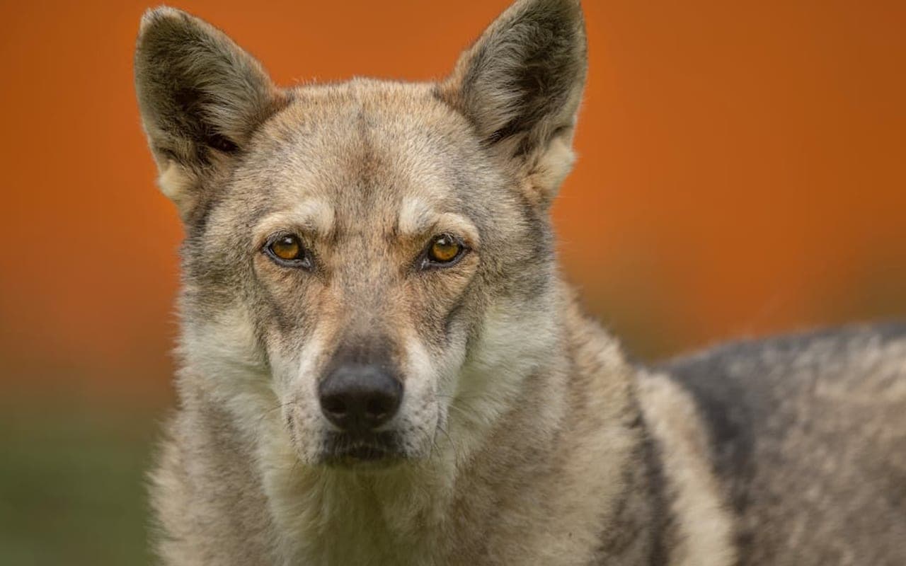 Czechoslovakian Vlcak — gallery 2