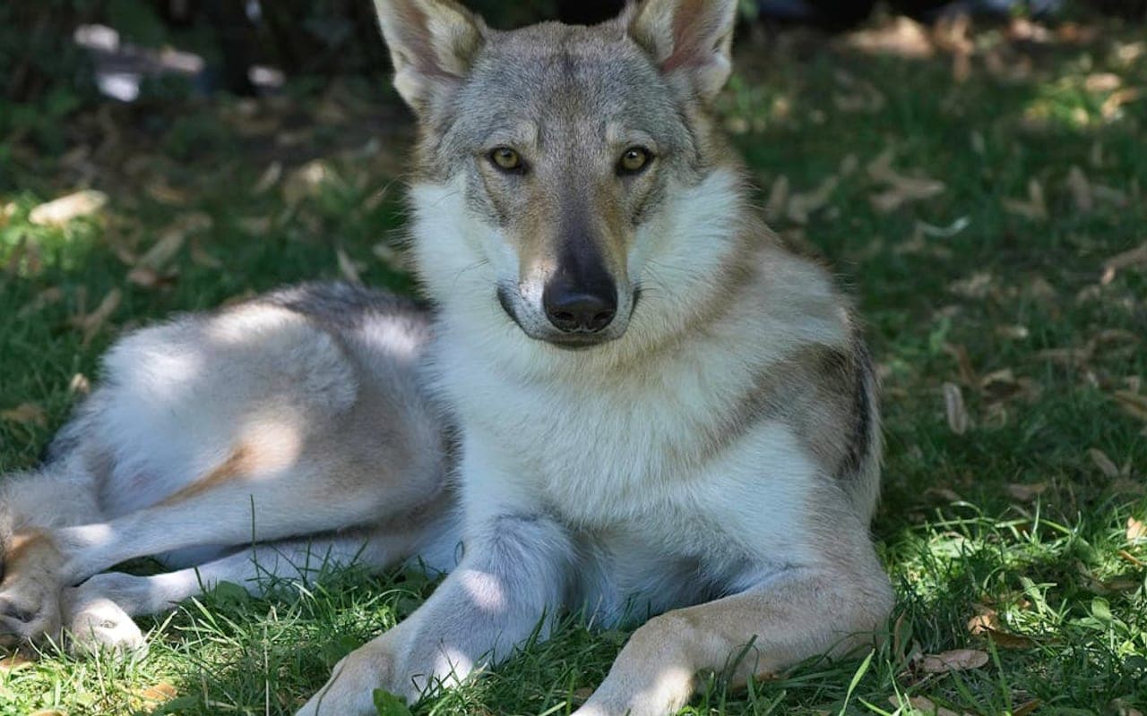 Czechoslovakian Vlcak — gallery 3
