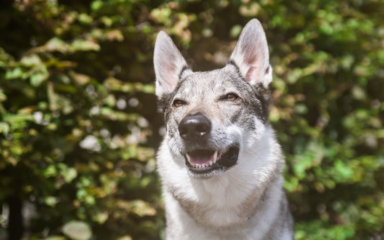 Czechoslovakian Vlcak — photo by Kanashi (Pexels)