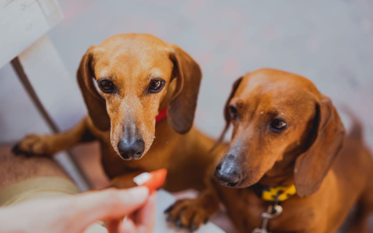 Dachshund dog breed