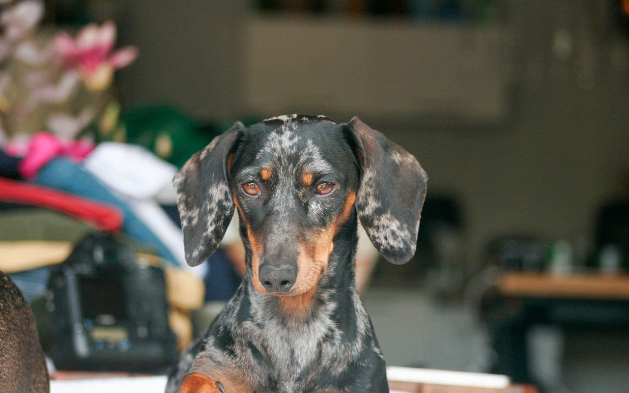 Dachshund — photo by Peter Jochim (Pexels)