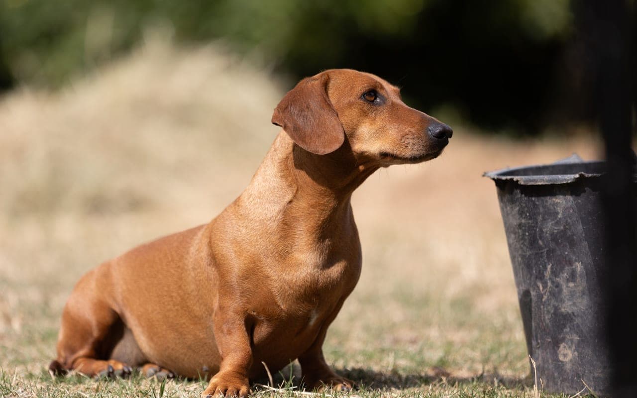 Dachshund — photo by Julius Weidenauer (Pexels)