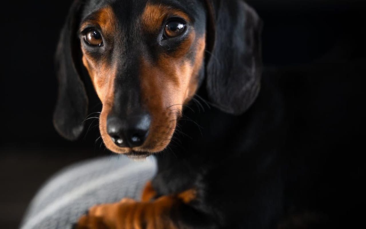 Dachshund — gallery 4