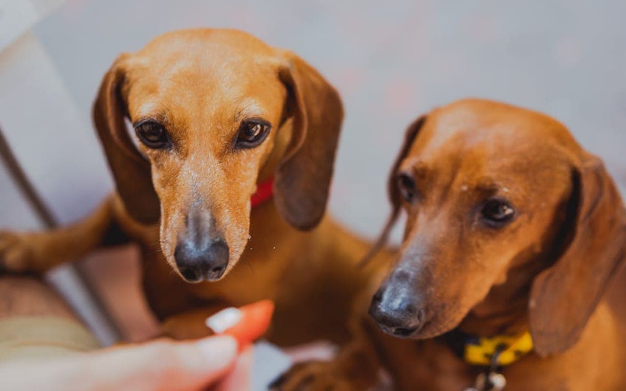 Dachshund — gallery 5