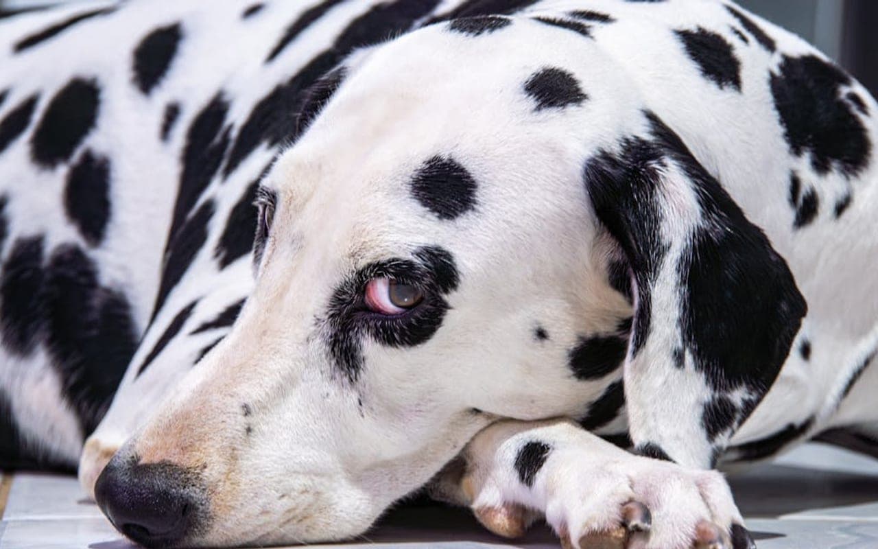 Dalmatian dog breed portrait