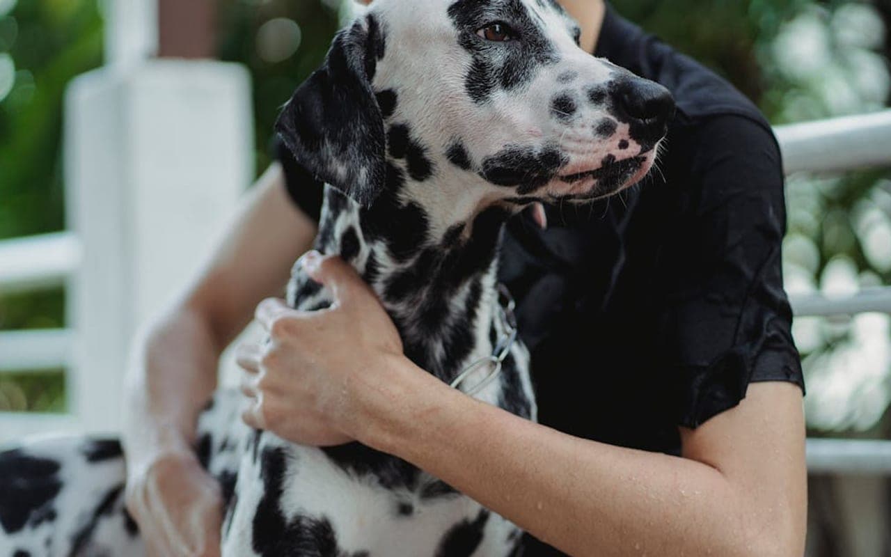 Dalmatian — gallery 2