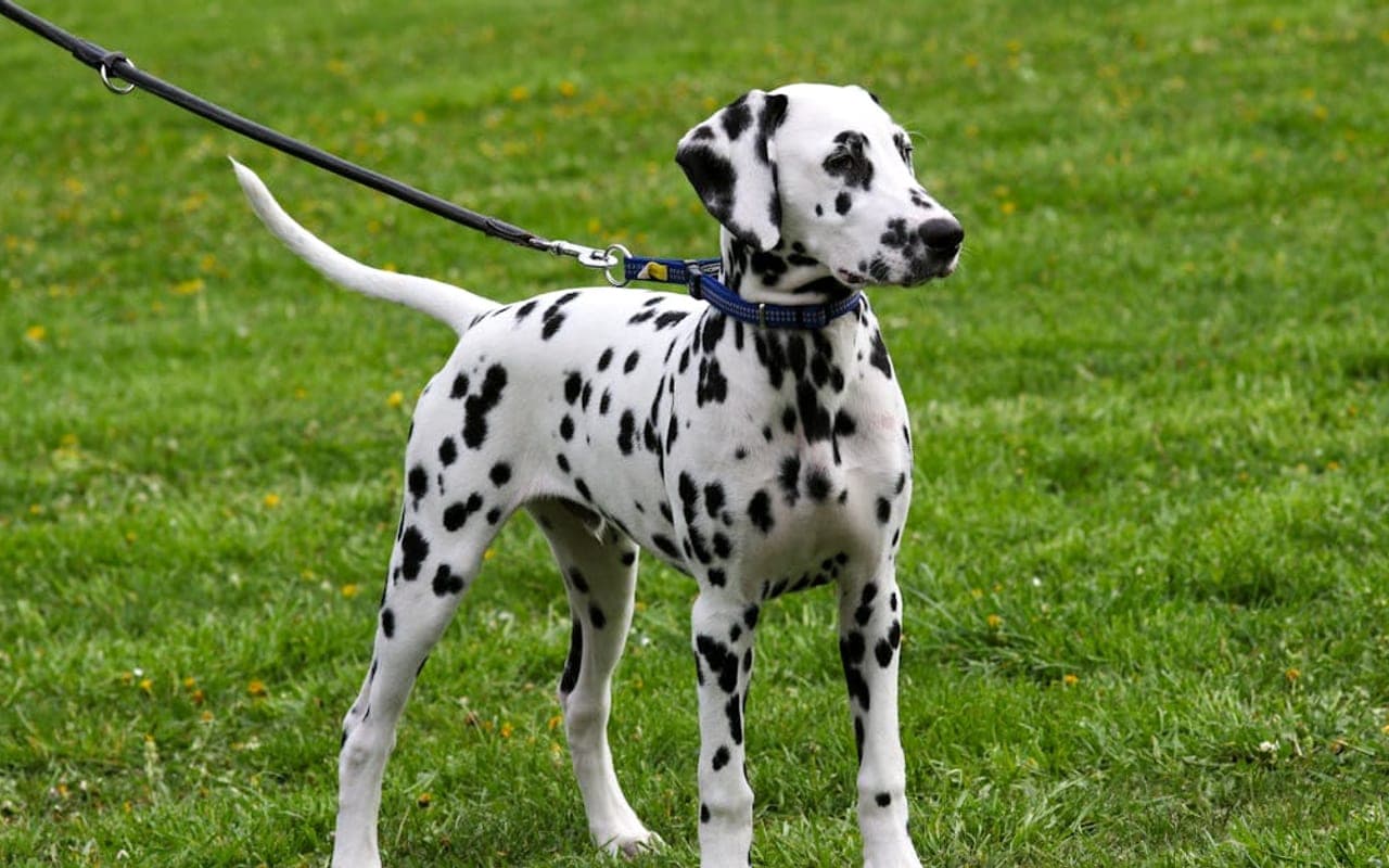 Dalmatian — gallery 3