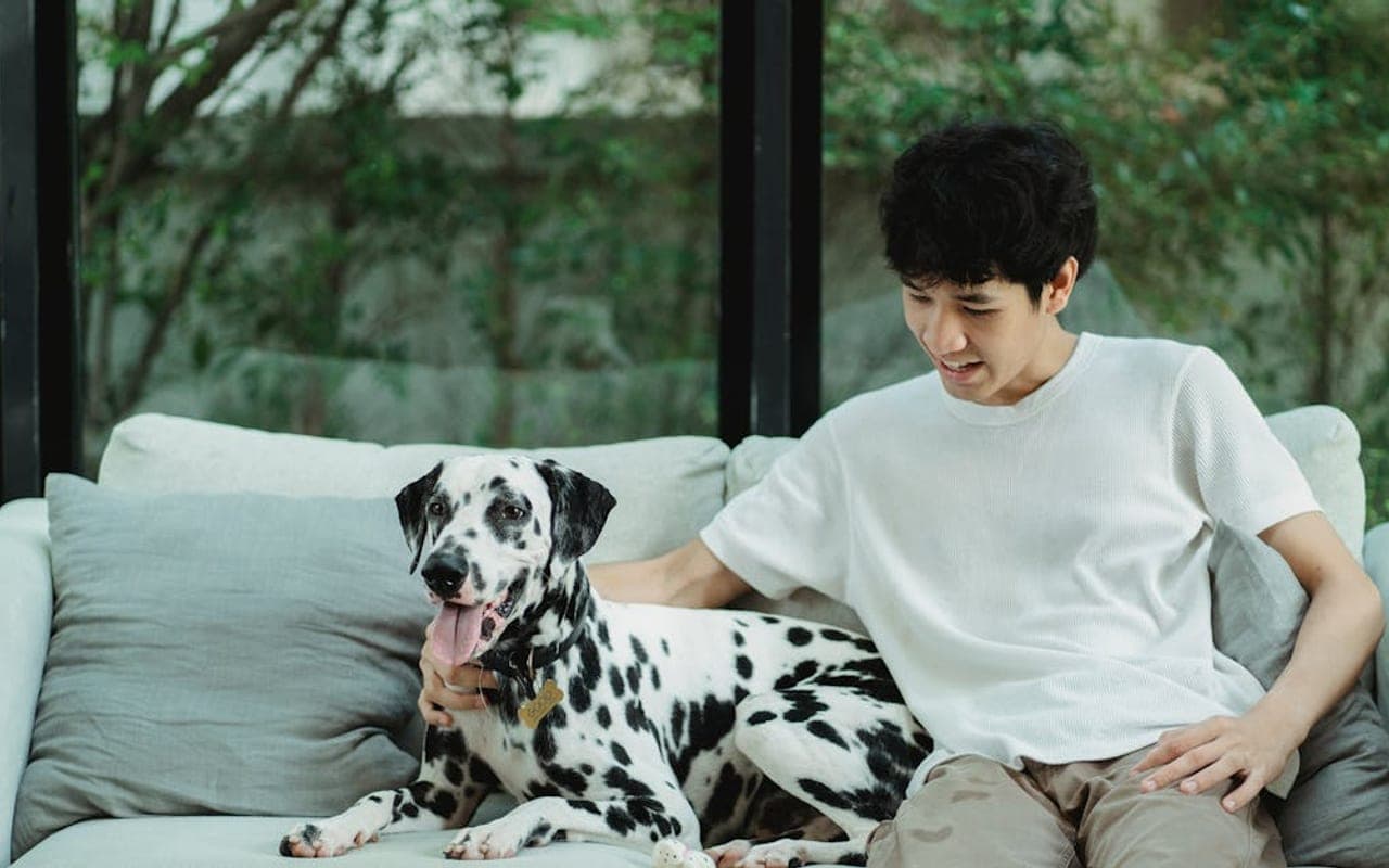 Dalmatian — gallery 4