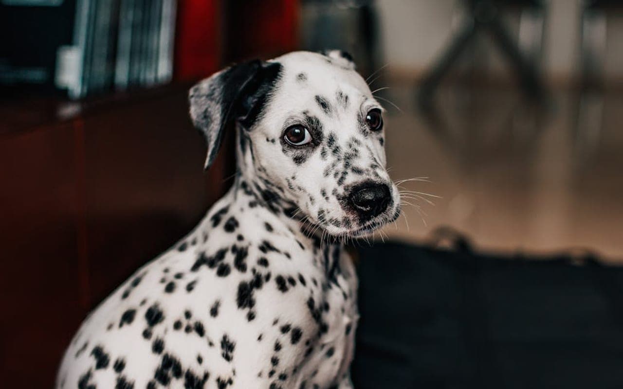 Dalmatian — gallery 5