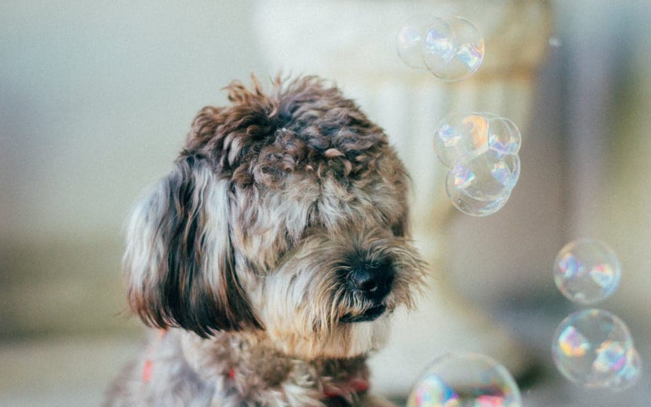 Dandie Dinmont Terrier