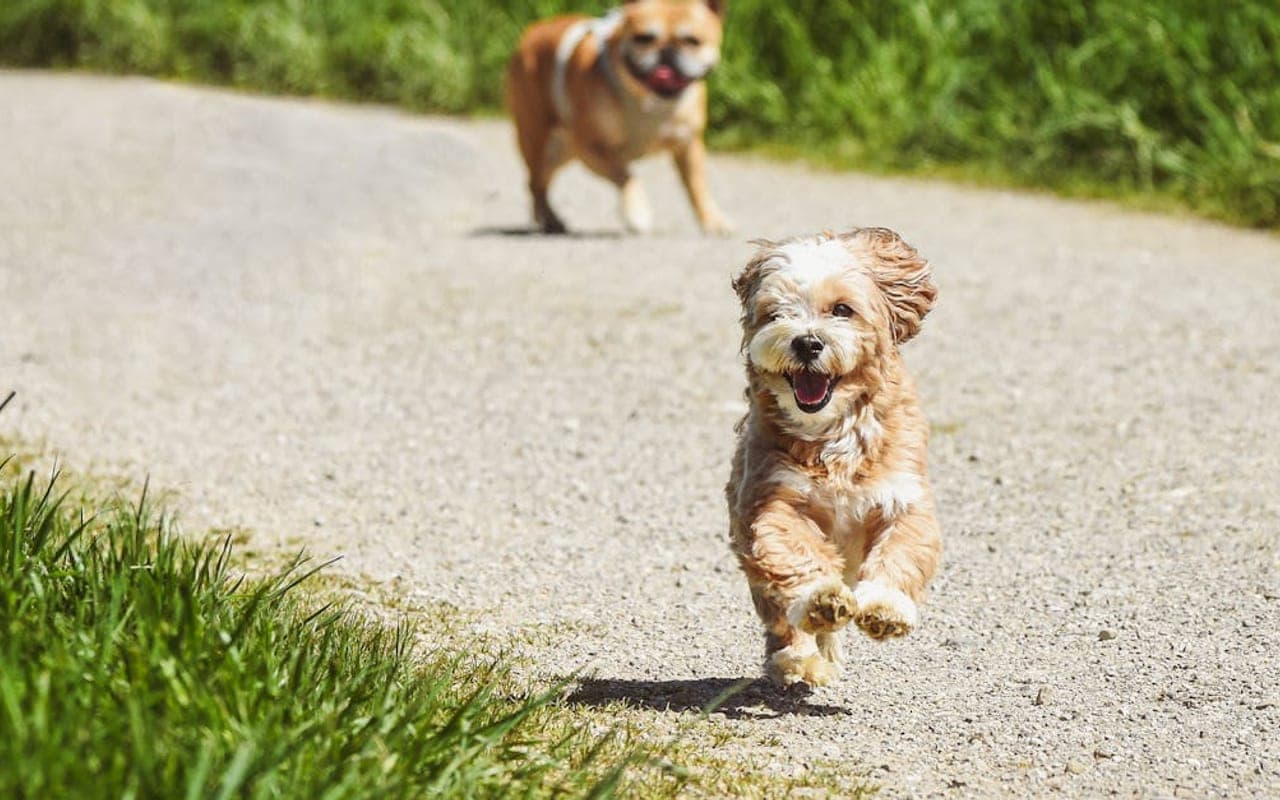 Dandie Dinmont Terrier — gallery 2