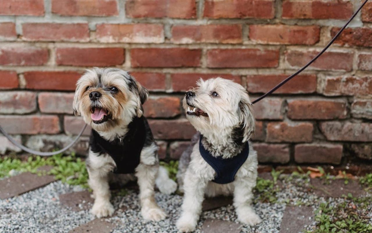 Dandie Dinmont Terrier — gallery 3