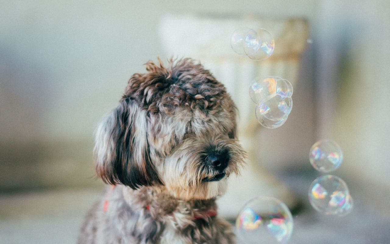 Dandie Dinmont Terrier — photo by Alice Castro (Pexels)