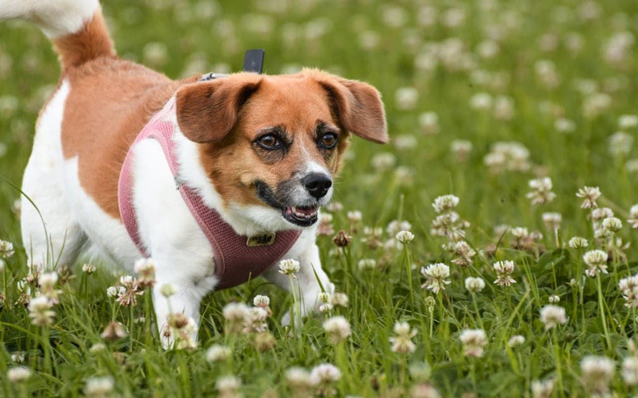 Danish-Swedish Farmdog