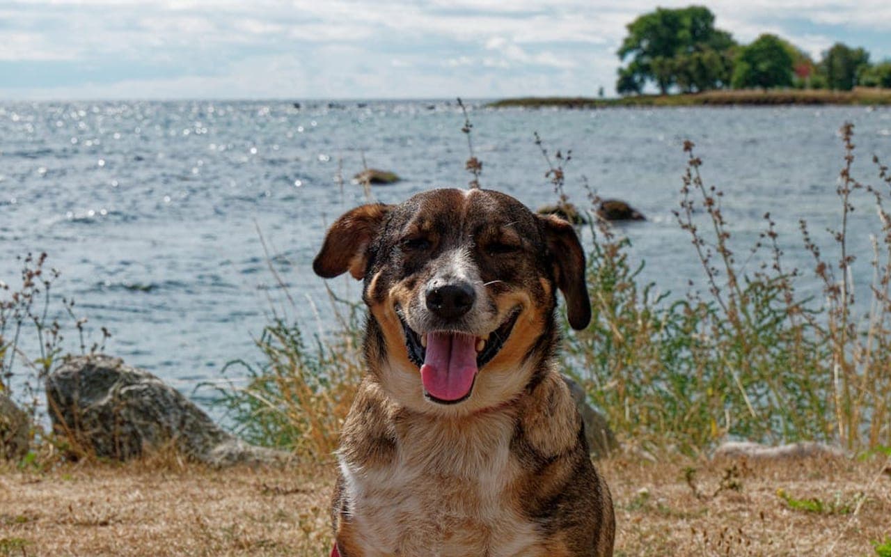 Danish-Swedish Farmdog — gallery 3