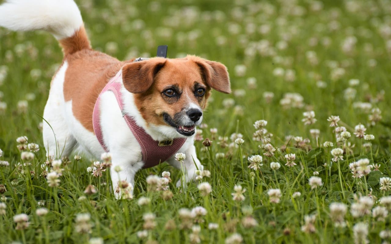 Danish-Swedish Farmdog — photo by Alexas Fotos (Pexels)