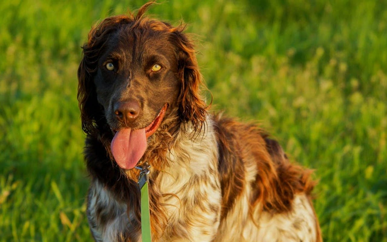 Deutscher Wachtelhund
