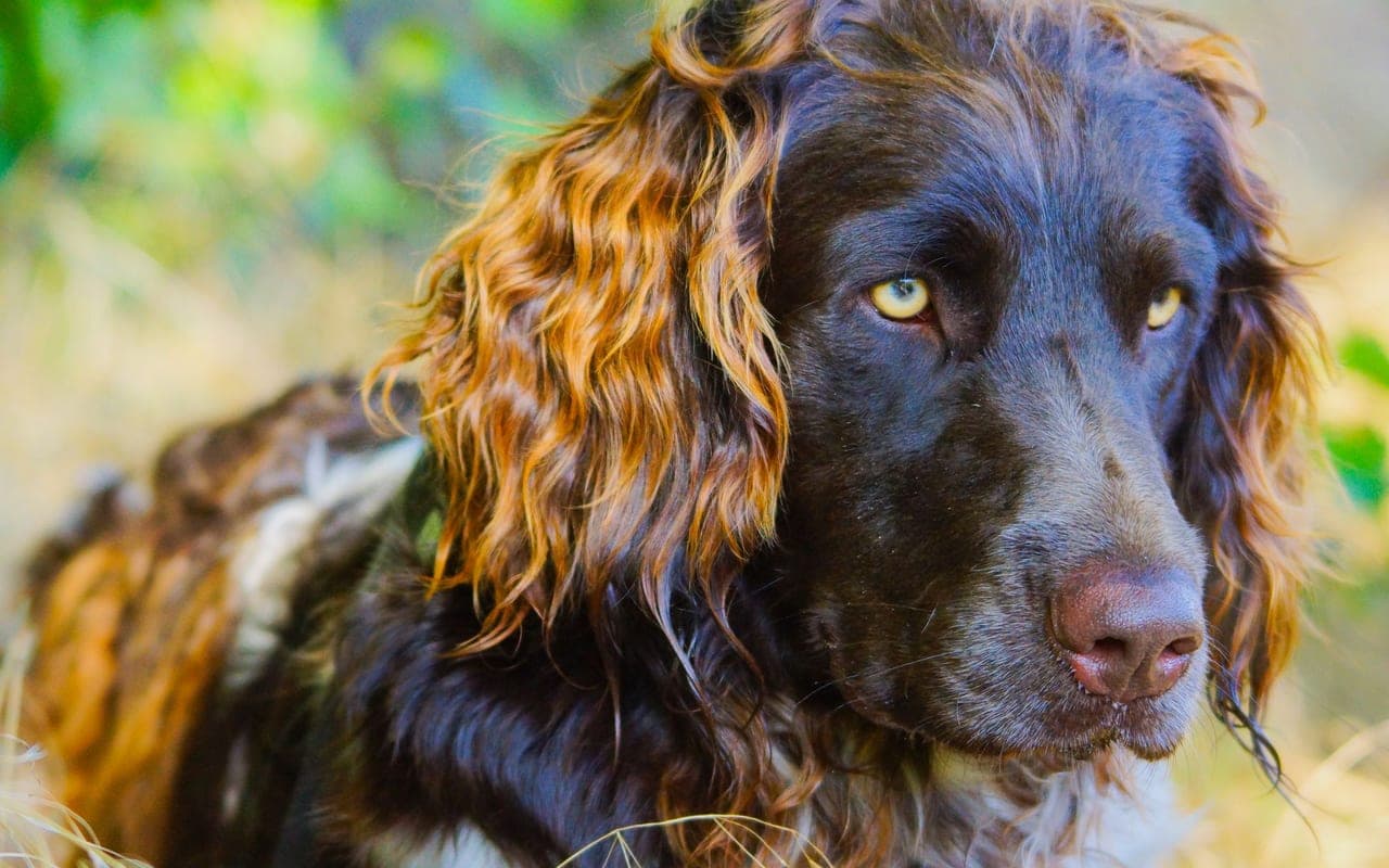 Deutscher Wachtelhund — photo by Kevin Bruhn (Pexels)