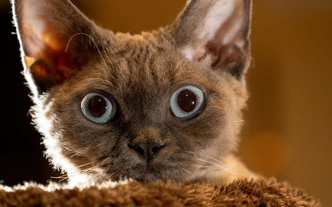 Devon Rex — gallery 2