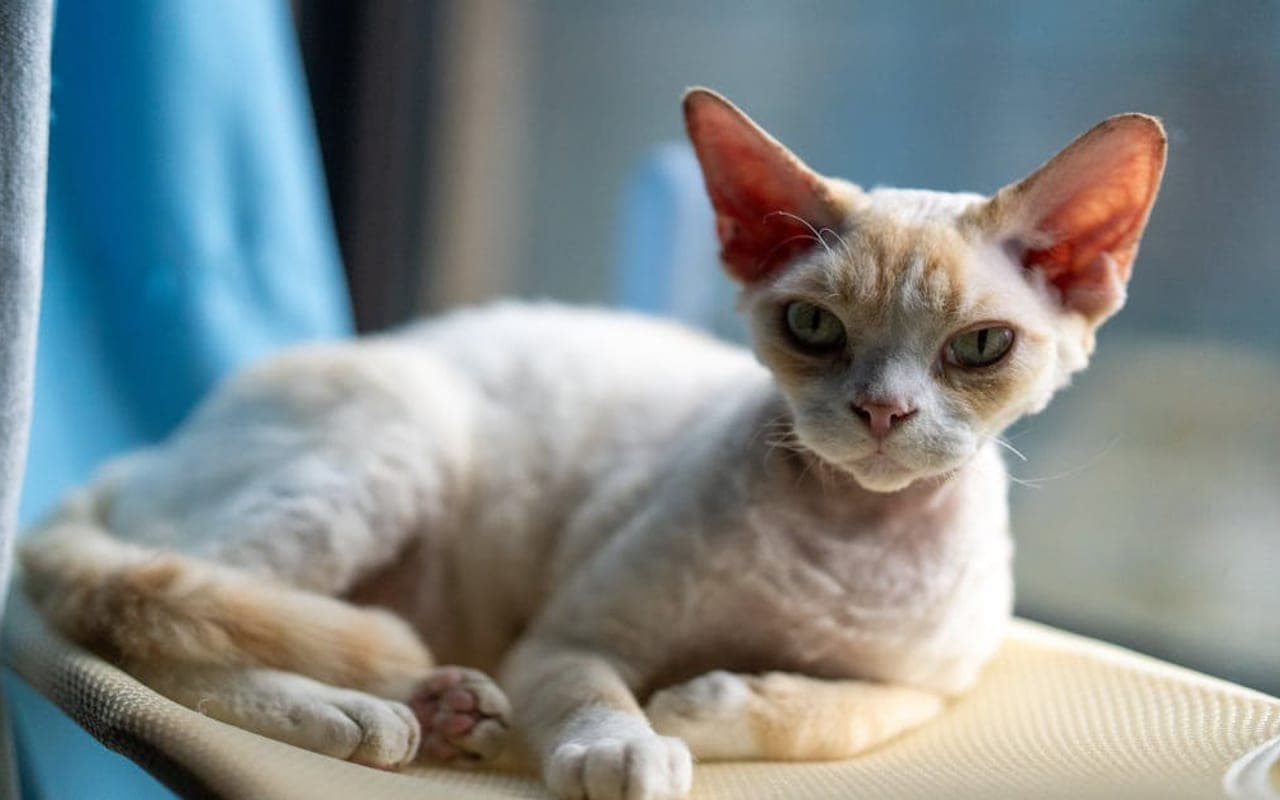Devon Rex — gallery 3