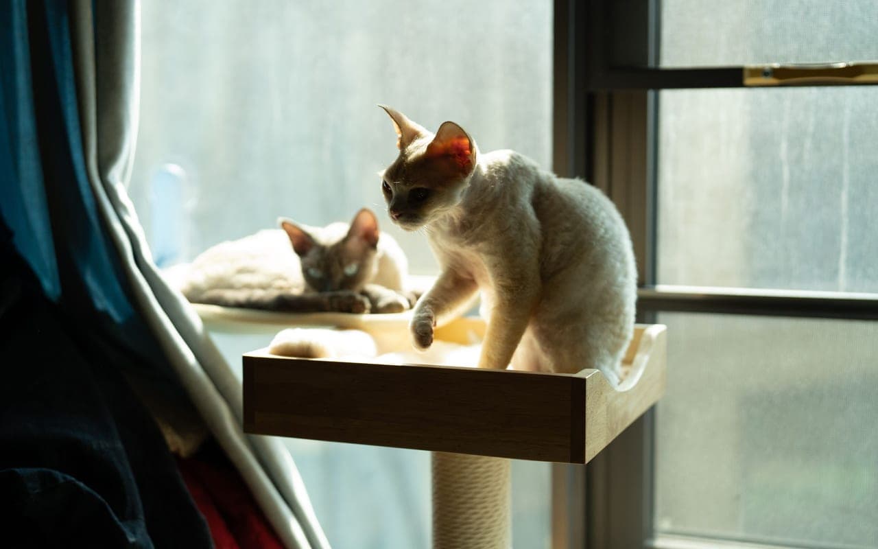 Devon Rex — photo by Chen EdisoN (Pexels)