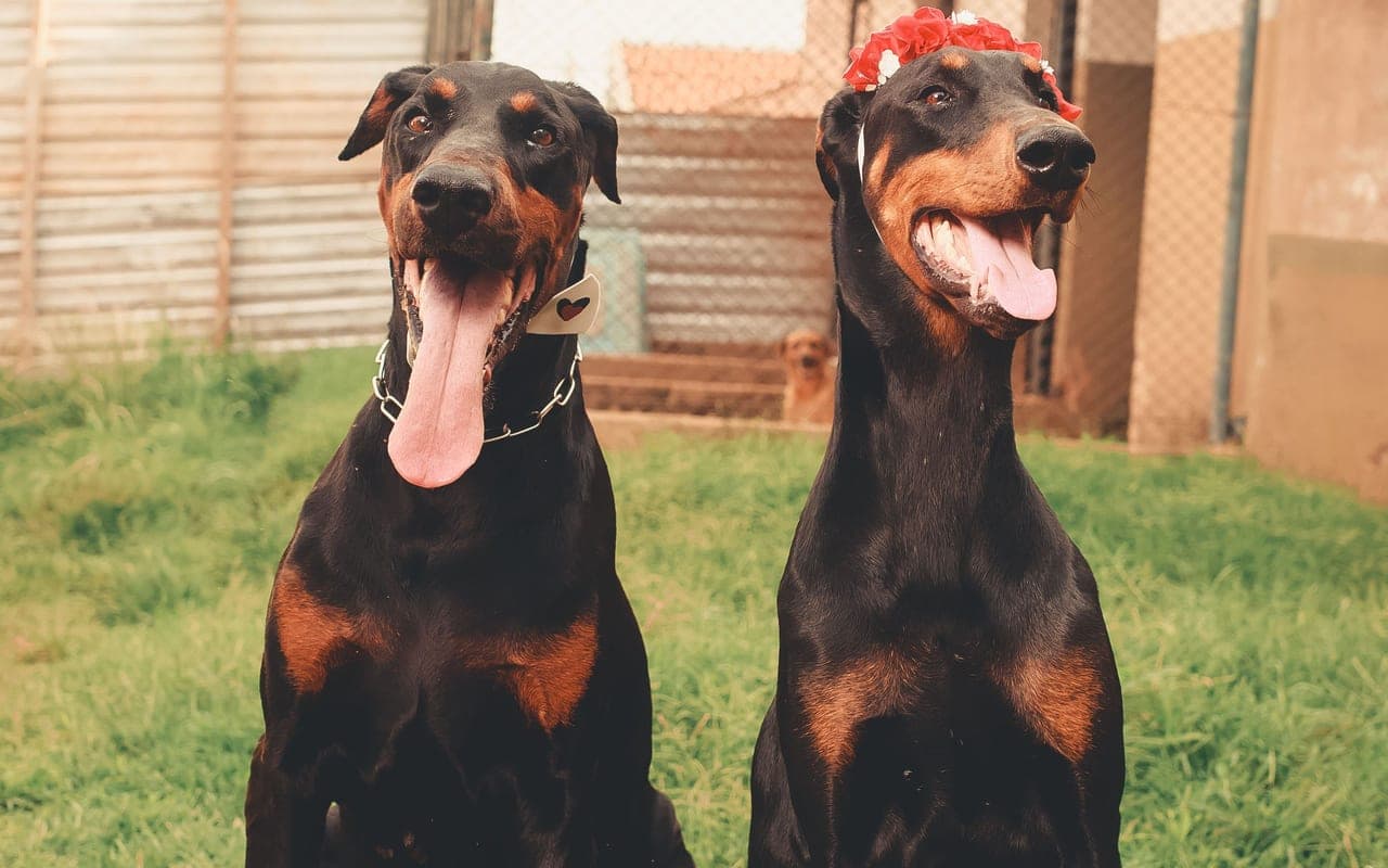 Doberman Pinscher — photo by Breno Cardoso (Pexels)