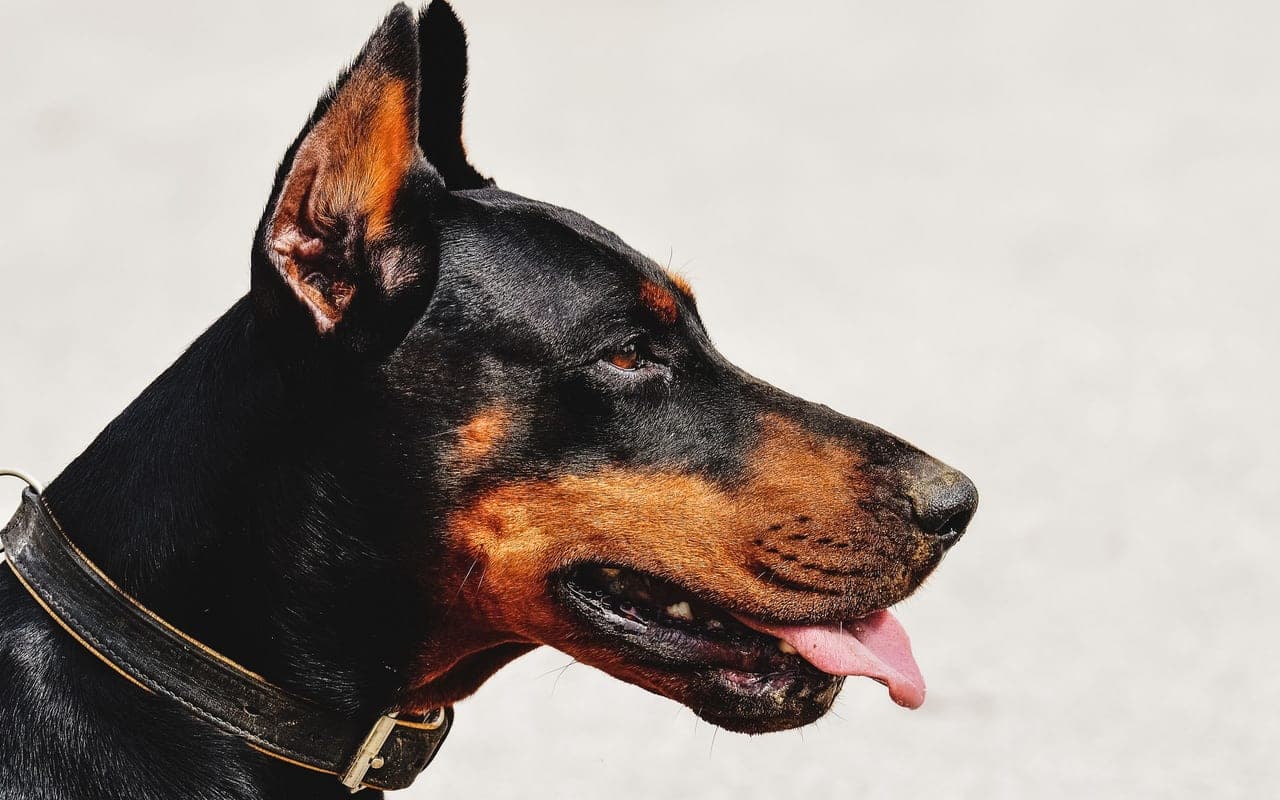 Doberman Pinscher — photo by Alexas Fotos (Pexels)