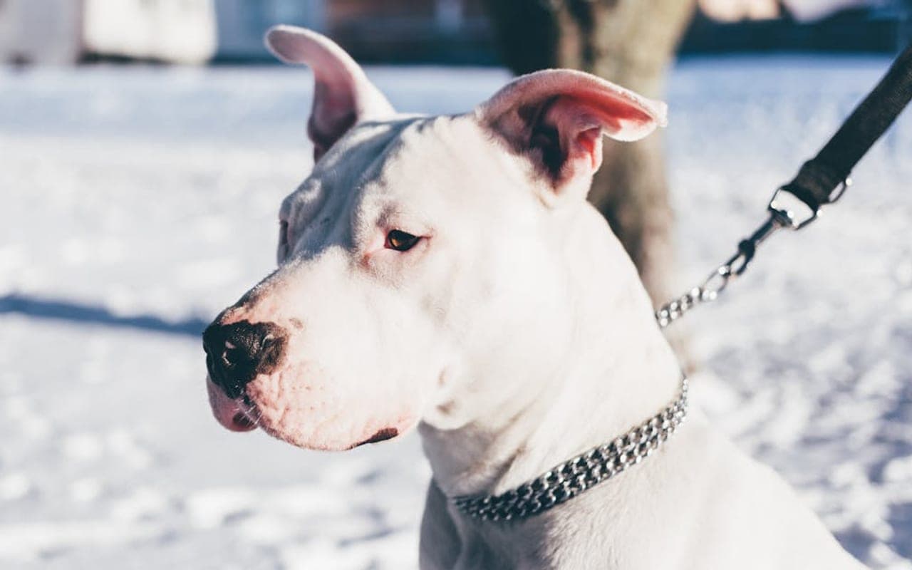 Dogo Argentino