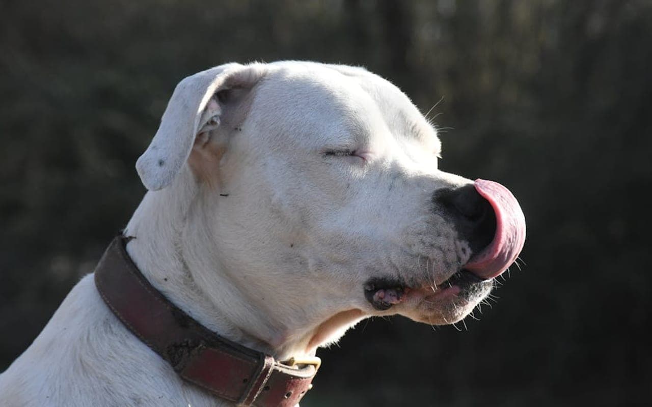 Dogo Argentino — gallery 2