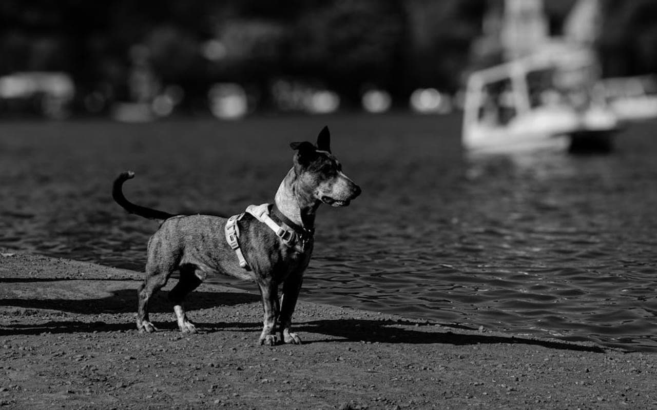 Dogo Argentino — gallery 3