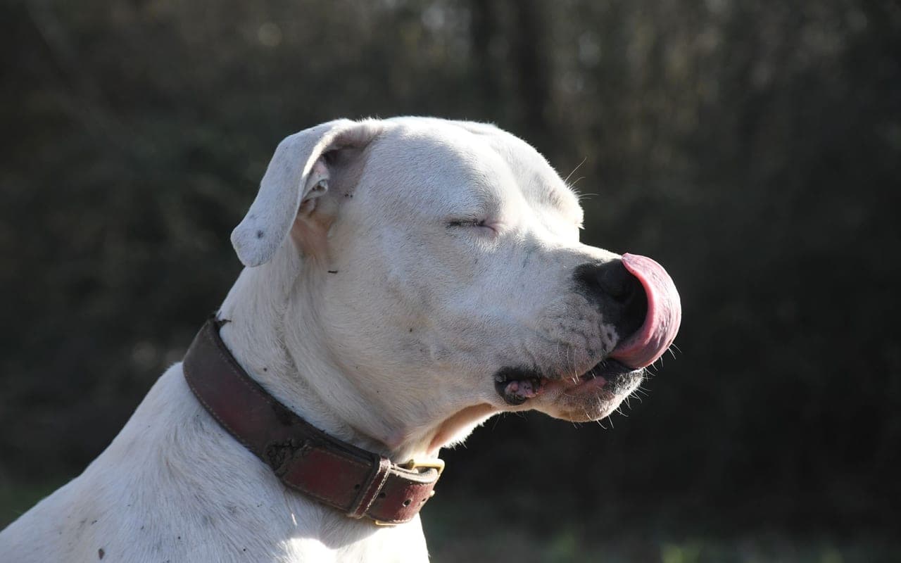Dogo Argentino — photo by Laetitia Boumeraou (Pexels)