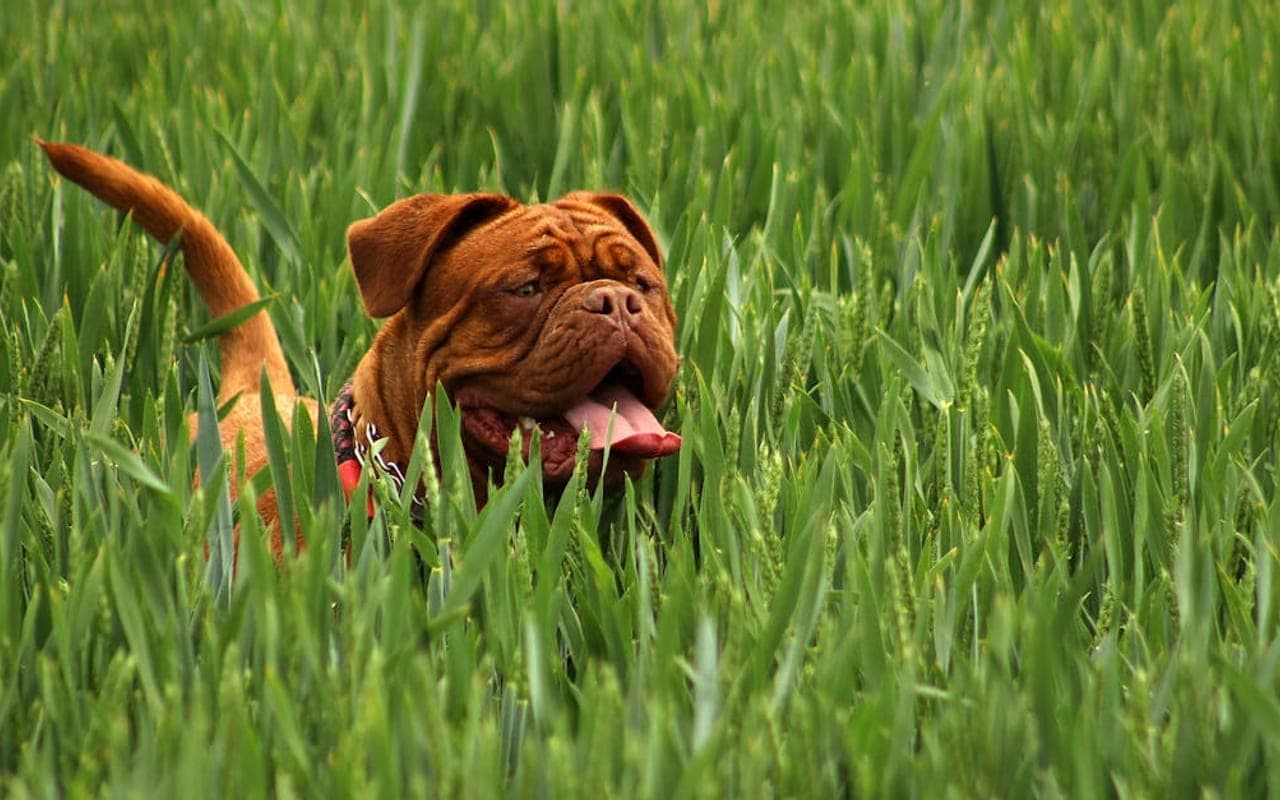 Dogue de Bordeaux