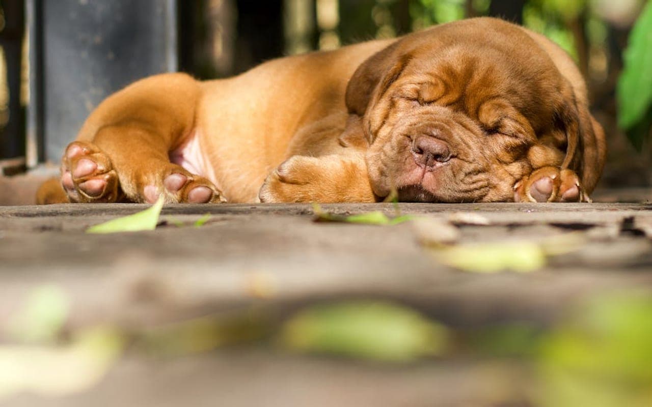 Dogue de Bordeaux — gallery 3