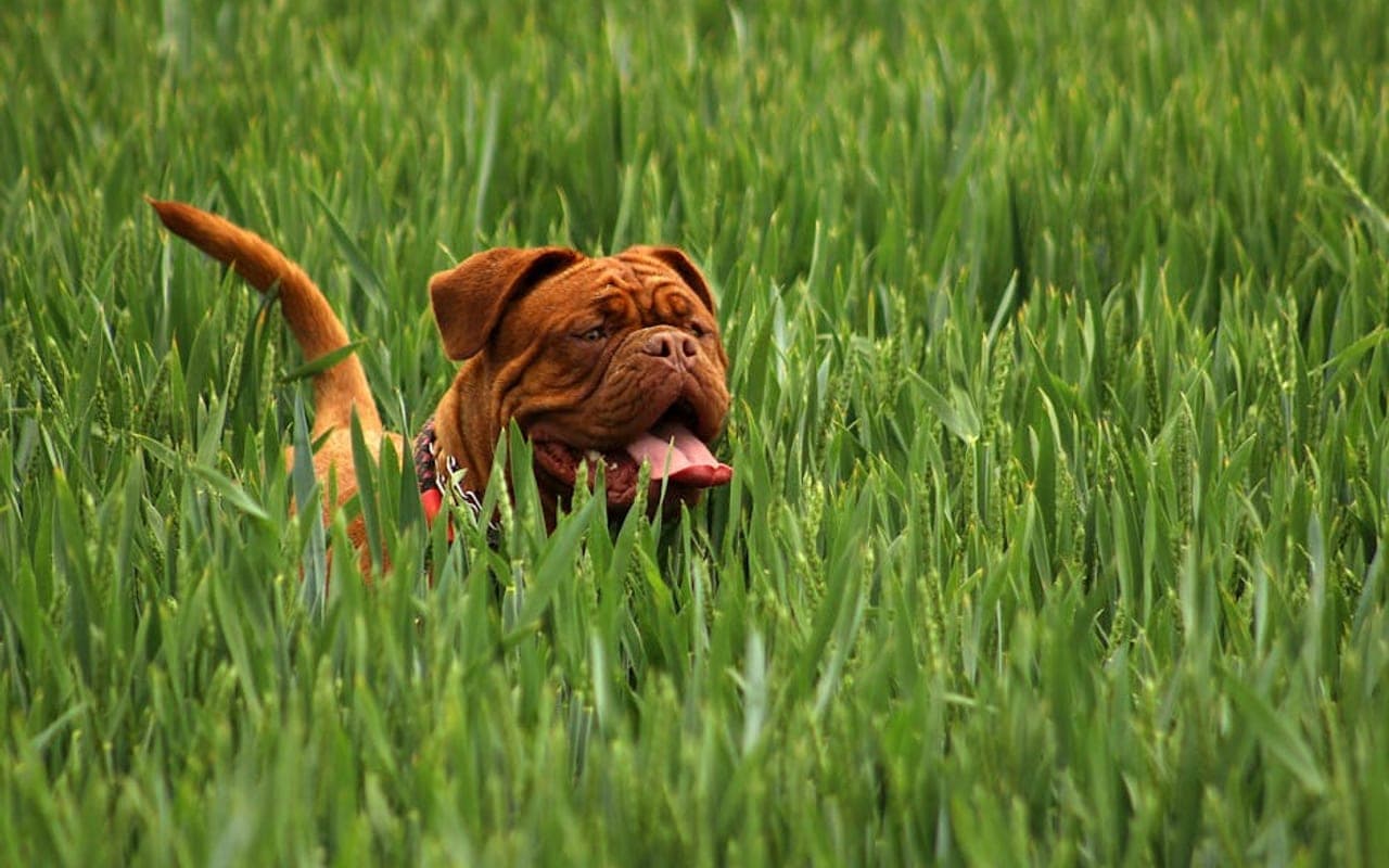 Dogue de Bordeaux — gallery 4