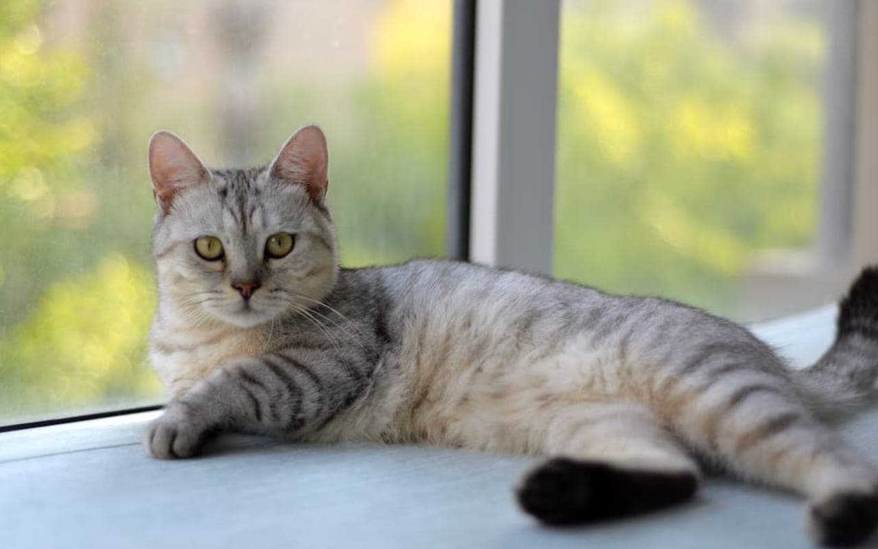Dragon Li cat breed portrait