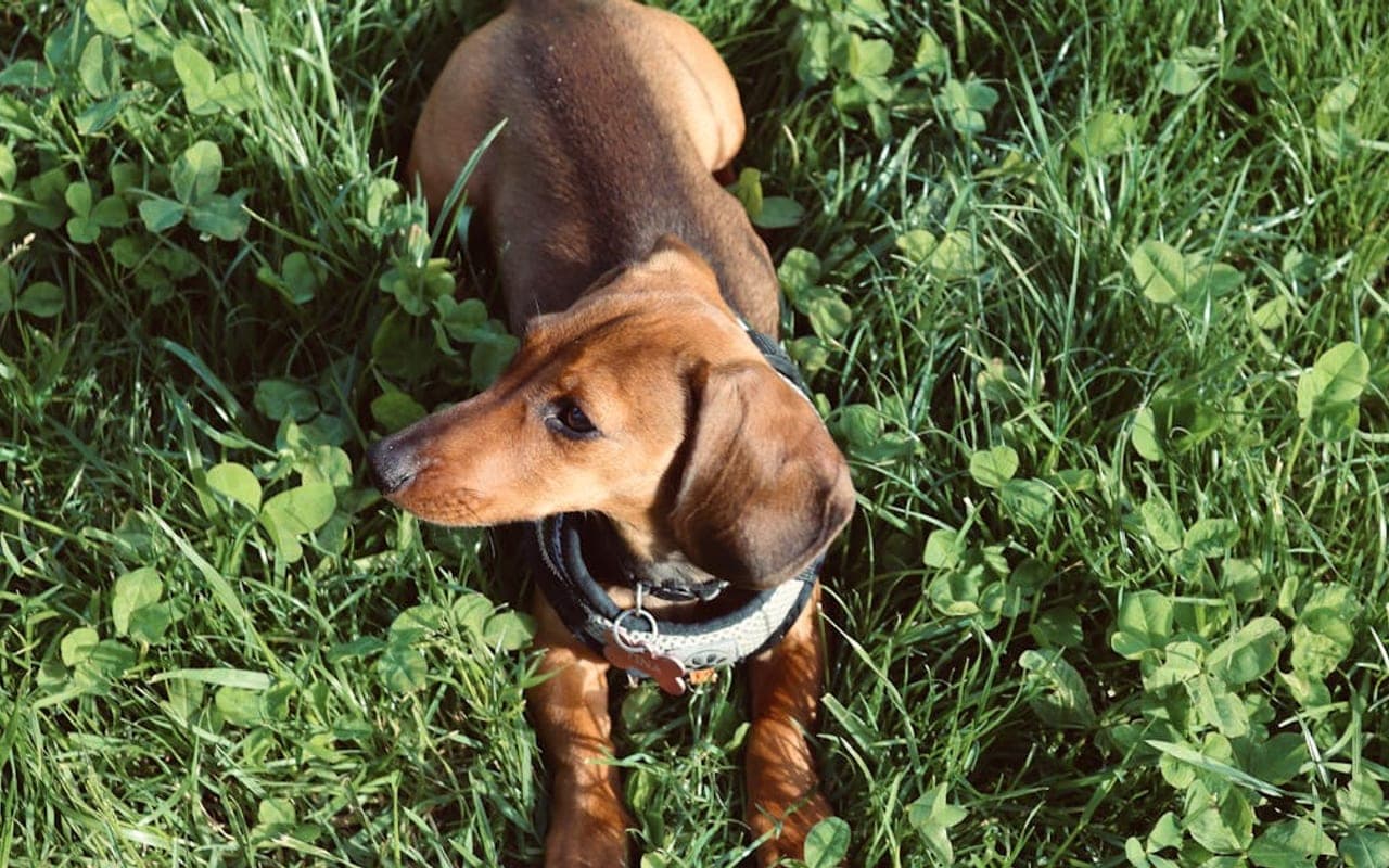 Drever dog breed portrait