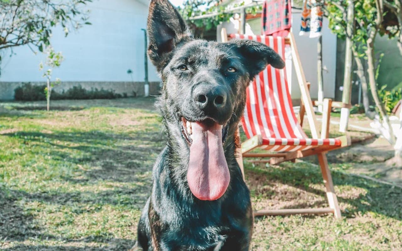 Dutch Shepherd