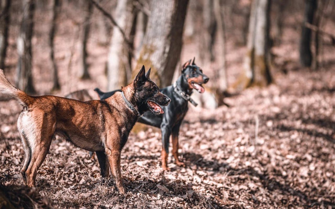 Dutch Shepherd — gallery 2