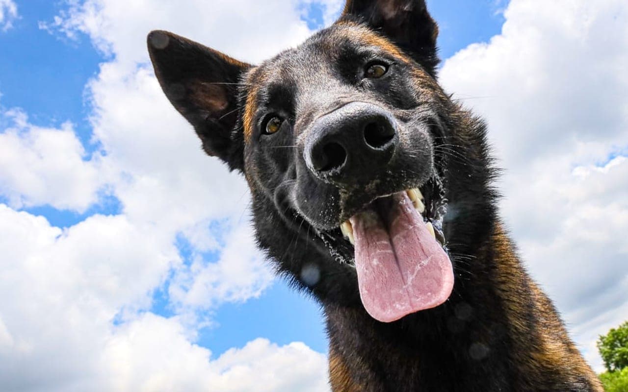 Dutch Shepherd — gallery 3