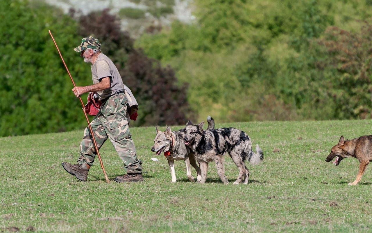 Dutch Shepherd — photo by Antonio Lorenzana Bermejo (Pexels)
