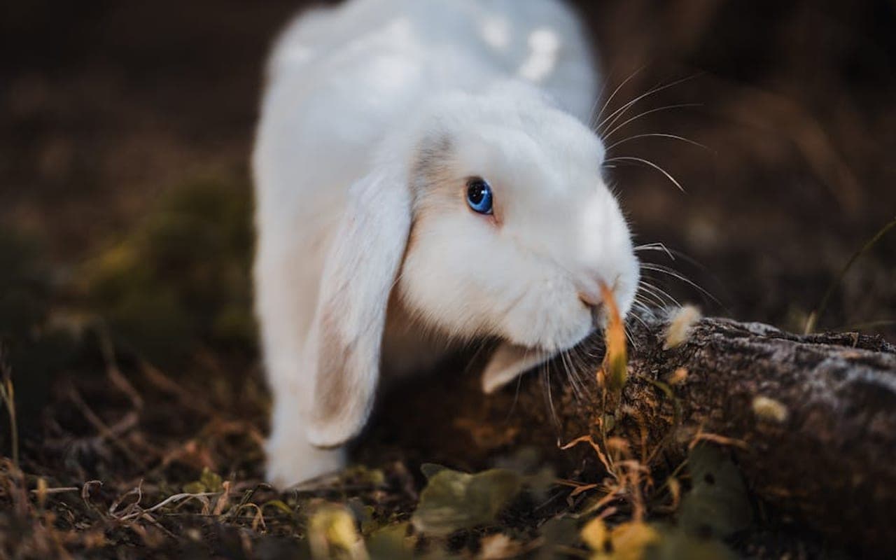 Dwarf Hotot — gallery 1