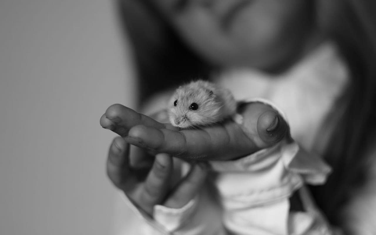Dwarf Hotot — gallery 4