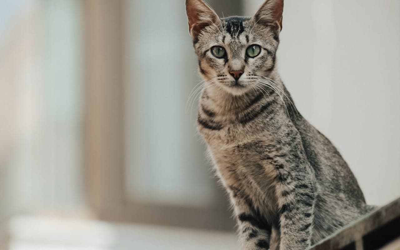 Egyptian Mau