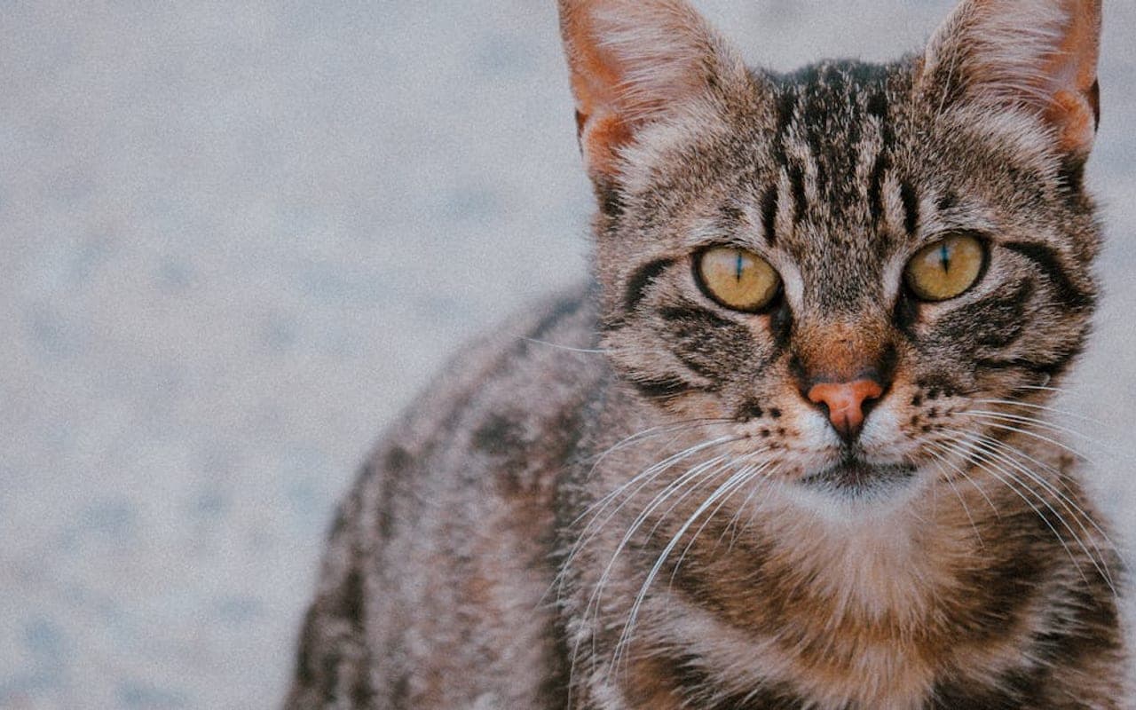 Egyptian Mau — gallery 2