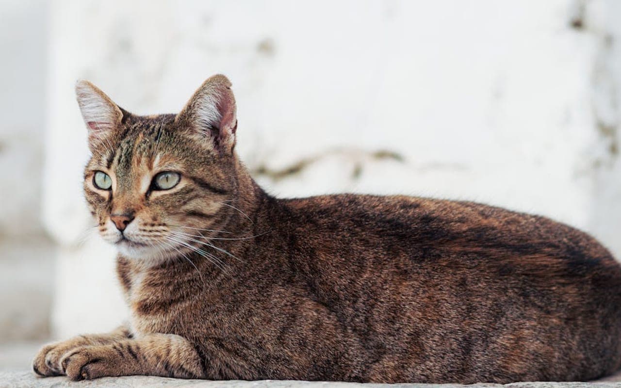 Egyptian Mau — gallery 3